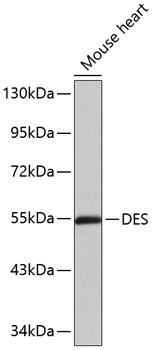Anti-DES Antibody