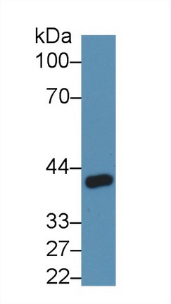 Western Blot; Sample: Rat Kidney lysate; Primary Ab: 5µg/ml Rabbit Anti-Rat ANGPTL4 Antibody Second Ab: 0.2µg/mL HRP-Linked Caprine Anti-Rabbit IgG Polyclonal Antibody