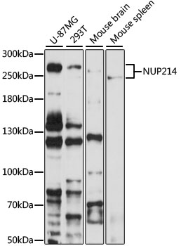 Anti-NUP214 Antibody