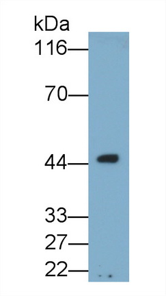 Western Blot; Sample: Rat Placenta lysate Primary Ab: 0.4µg/ml Mouse Anti-Rat ON Antibody Second Ab: 0.2µg/mL HRP-Linked Caprine Anti-Mouse IgG Polyclonal Antibody (Catalog: SAA544Mu19)