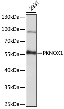 Anti-PKNOX1 Antibody