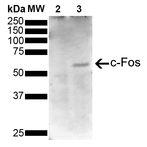 c-Fos Antibody, Clone 5B11: Biotin