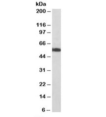 Western blot of pig heart lysates with ATP5A1 antibody at 0.01ug/ml. Predicted molecular weight: ~55kDa.