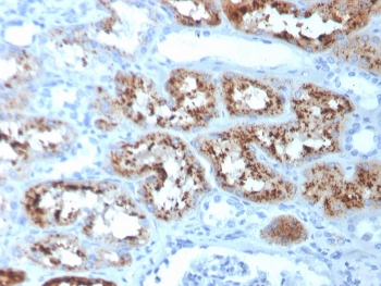 IHC staining of FFPE human kidney with RBP4 antibody. HIER: boil tissue sections in pH 9 10mM Tris with 1mM EDTA for 20 min and allow to cool before testing.