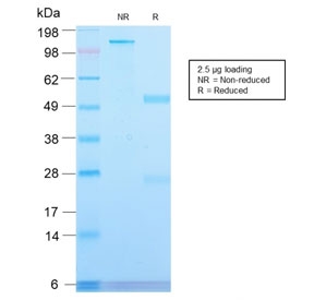 SDS-PAGE analysis of purified, BSA-free recombinant CD71 antibody antibody (clone TFRC/2898R) as confirmation of integrity and purity.