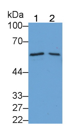 Western Blot; Sample: Lane1: 293T cell lysate; Lane2: MCF7 cell lysate Primary Ab: 2µg/ml Mouse Anti-Human BMP6 Antibody Second Ab: 0.2µg/mL HRP-Linked Caprine Anti-Mouse IgG Polyclonal Antibody (Catalog: SAA544Mu19)
