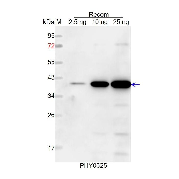 HPT / Anti-HPT Antibody