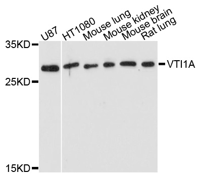 Anti-VTI1A Antibody