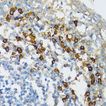 Anti-Bim Antibody