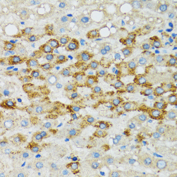 Anti-Bim Antibody