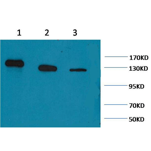 PARP Antibody, Clone M3: ATTO 594