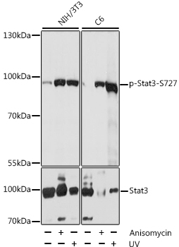 Anti-Stat3 (phospho S727) Antibody