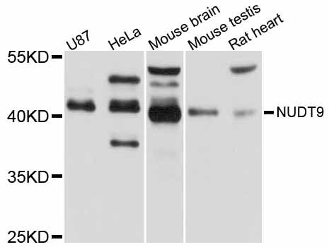 Anti-NUDT9 Antibody
