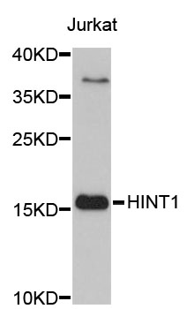 Anti-HINT1 Antibody [Assigned #A3912]