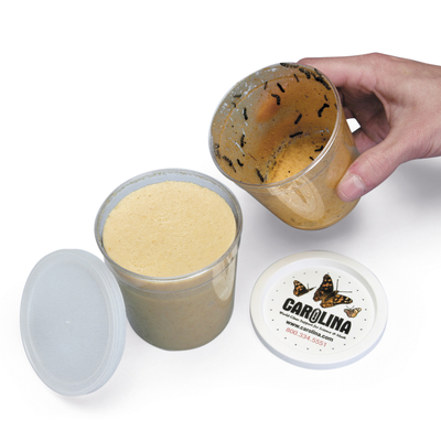 Painted Lady Butterfly 33 Larvae/Food Culture Set, Living
