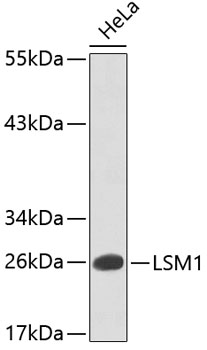Anti-LSM1 Antibody