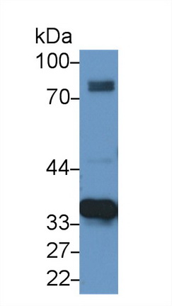 Western Blot; Sample: Human Lung lysate; <br/>Primary Ab: 1µg/ml Rabbit Anti-Human MDH2 Antibody<br/>Second Ab: 0.2µg/mL HRP-Linked Caprine Anti-Rabbit IgG Polyclonal Antibody<br/>(Catalog: SAA544Rb19)