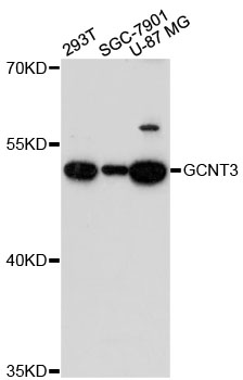 Anti-GCNT3 Antibody