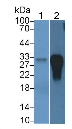 Western Blot; Sample: Lane1: Human Lung lysate; Lane2: Raji cell lysate Primary Ab: 2µg/ml Mouse Anti-Human MHCDRb1 Antibody Second Ab: 0.2µg/mL HRP-Linked Caprine Anti-Mouse IgG Polyclonal Antibody (Catalog: SAA544Mu19)
