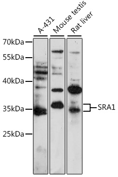 Anti-SRA1 Antibody