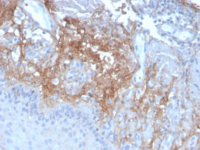 Anti-Decorin Antibody [DCN/3523]