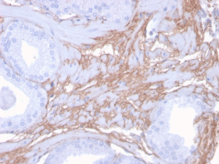 Anti-Decorin Antibody [DCN/3523]