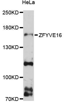 Anti-ZFYVE16 Antibody