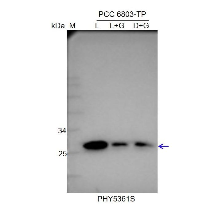 PSBG / Anti-NAD(P)H-Quinone Oxidoreductase Subunit K 1 Antibody