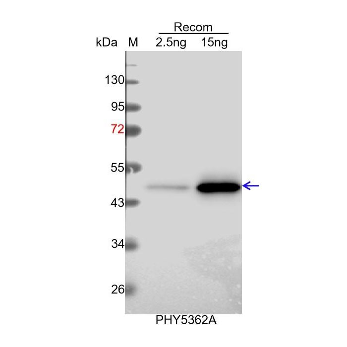 PSBG / Anti-NAD(P)H-Quinone Oxidoreductase Subunit K 1 Antibody