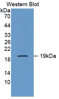 Western Blot; Sample: Recombinant protein.