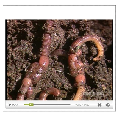 Earthworm Anatomy: Reproductive & Nervous Systems Video
