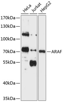 Anti-ARAF Antibody
