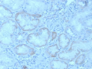 IHC staining of FFPE human kidney with FGF23 antibody. HIER: boil tissue sections in pH 9 10mM Tris with 1mM EDTA for 20 min and allow to cool before testing.