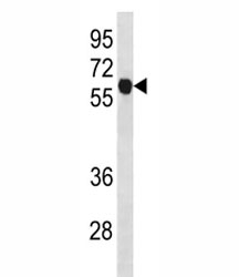 Cyclin B1 antibody western blot analysis in K562 lysate. Predicted molecular weight: 48-60 kDa