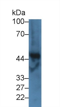 Western Blot; Sample: Bovine Liver lysate; Primary Ab: 3µg/ml Rabbit Anti-Bovine FGg Antibody Second Ab: 0.2µg/mL HRP-Linked Caprine Anti-Rabbit IgG Polyclonal Antibody
