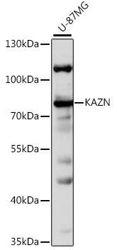Anti-KAZN Antibody