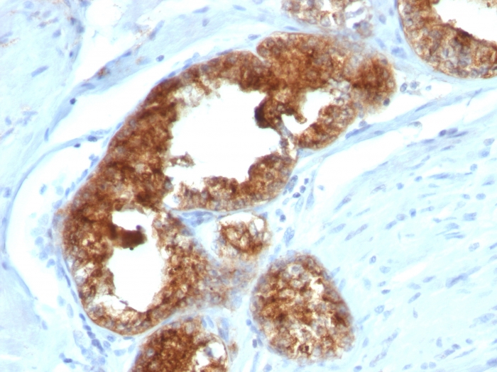 Anti-TAG72 Antibody [B72.3 + CA72/733] - BSA and Azide free