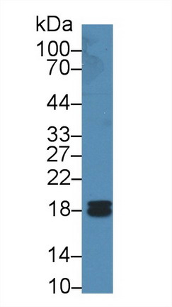 Western Blot; Sample: Human Liver lysate; <br/>Primary Ab: 2µg/ml Rabbit Anti-Human PPIF Antibody<br/>Second Ab: 0.2µg/mL HRP-Linked Caprine Anti-Rabbit IgG Polyclonal Antibody<br/>(Catalog: SAA544Rb19)