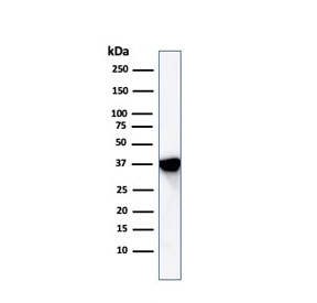 Western blot testing of human A549 cell lysate with Annexin A1 antibody. Predicted molecular weight ~38 kDa.