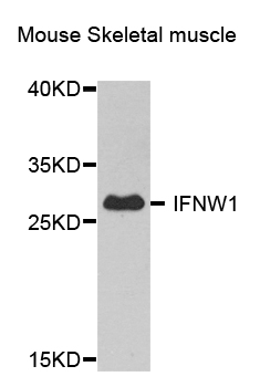 Anti-IFNW1 Antibody