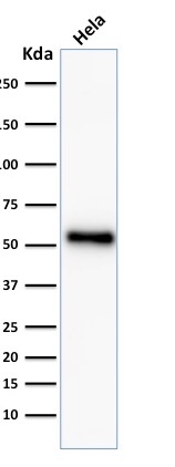 Anti-p53 Antibody [TP53/2092R] - BSA and Azide free