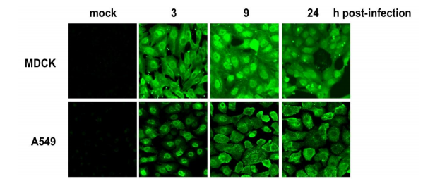 Anti-Influenza A Virus Nucleoprotein Antibody [C43]