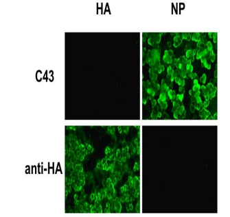Anti-Influenza A Virus Nucleoprotein Antibody [C43]