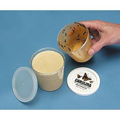 Painted Lady Butterfly 60 to 75 Larvae/Food Culture Set, Living