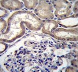 STIM2 antibody immunohistochemistry analysis in formalin fixed and paraffin embedded human kidney tissue.