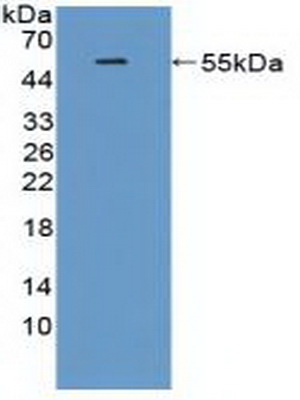 Western Blot; Sample: Recombinant TREM2, Rat.