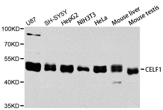 Anti-CELF1 Antibody