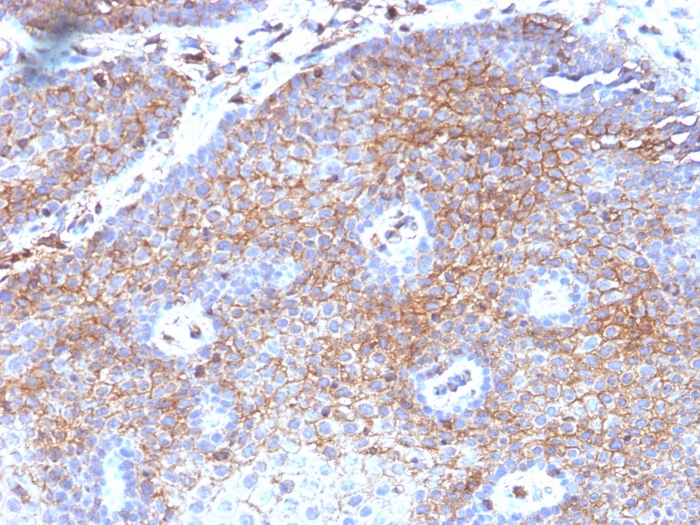 Anti-beta 2 Microglobulin Antibody [B2M/1118] - BSA and Azide free