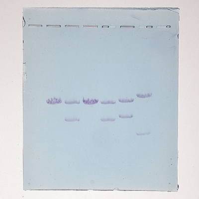 Bulk Suspect X1 DNA for PCR Forensics Simulation Kit, per mL
