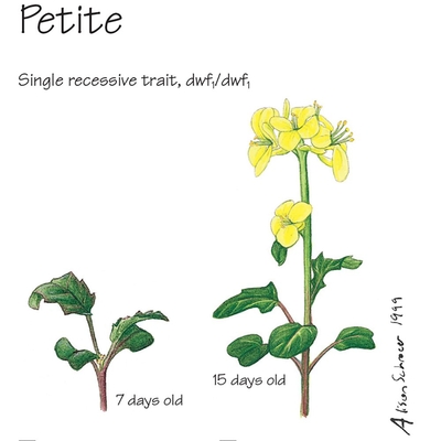 Brassica rapa (Wisconsin Fast Plants®), Petite Seed, Pack of 50